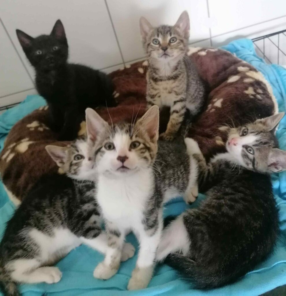 Katzen suchen ein Zuhause - Katzenhilfe Bremen e.V.