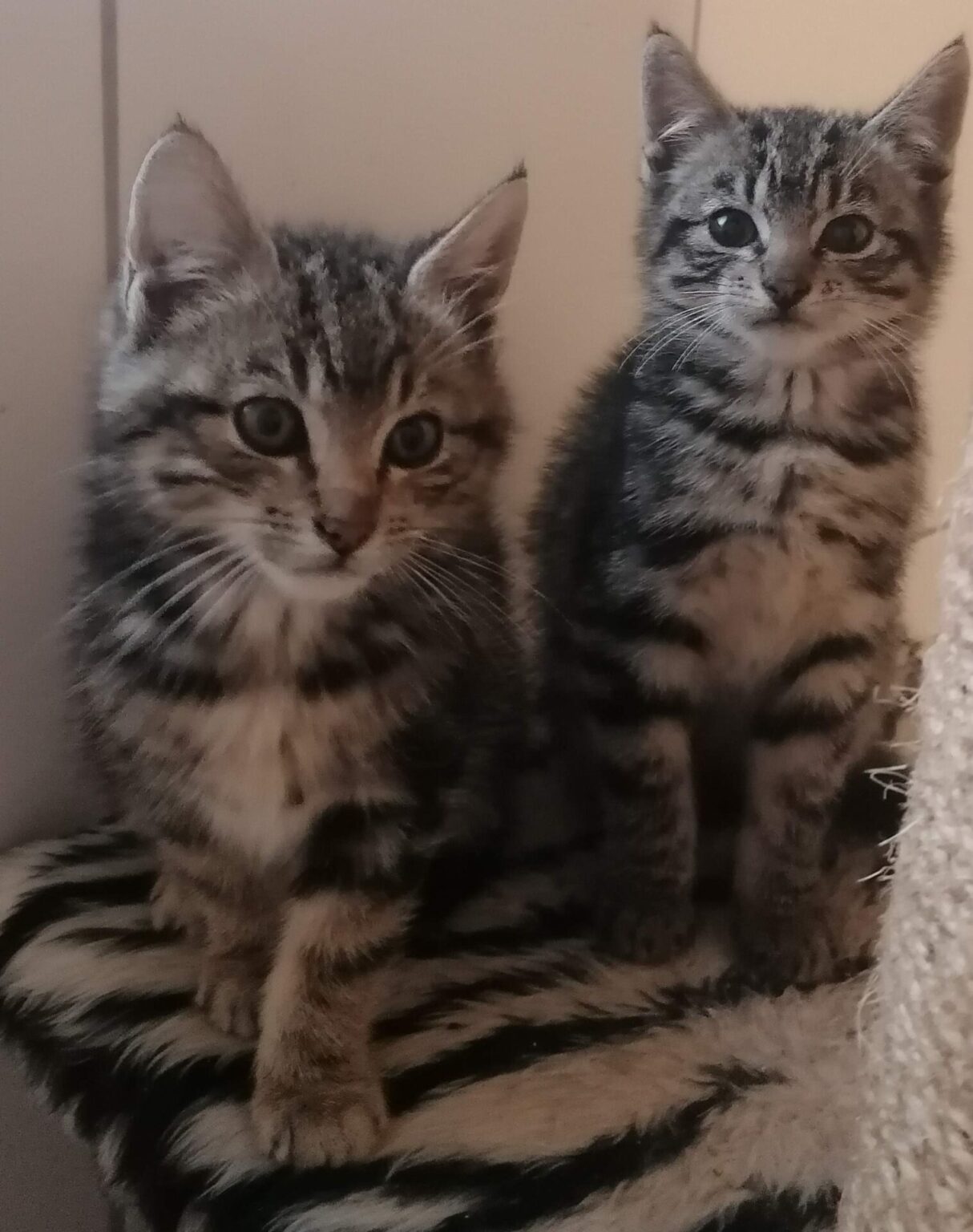 Katzen suchen ein Zuhause - Katzenhilfe Bremen e.V.