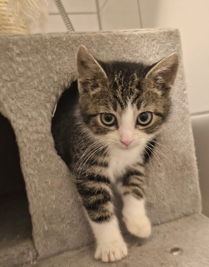 Katzen suchen ein Zuhause – Katzenhilfe Bremen e.V.